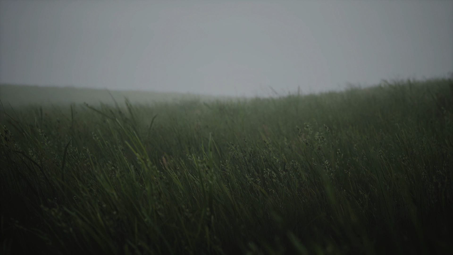 meadow-4k